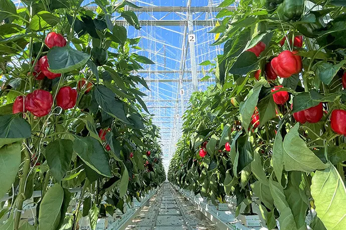 安定した収量を実現させる自動制御のハウスシステム