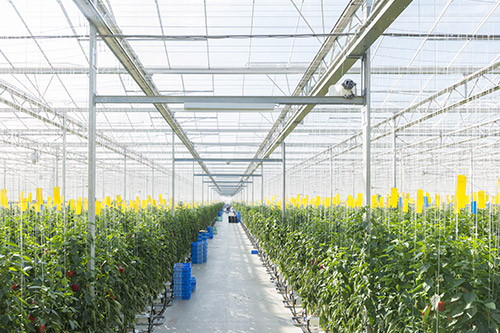 Paprika production farm that boasts one of the largest cultivation areas in Japan