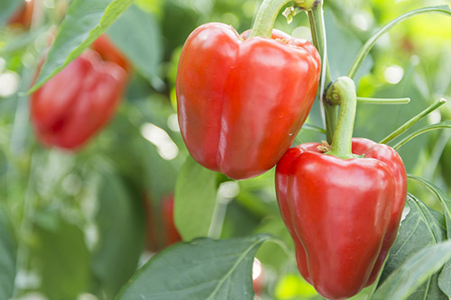 Paprika at harvest time